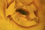 Fossil Beetle (Coleoptera) & Spider (Aranea) In Baltic Amber #73356-2